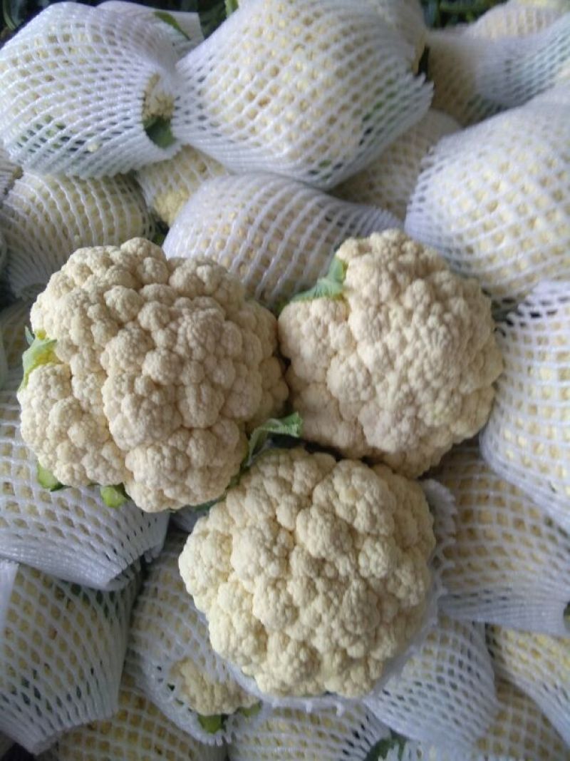 雪宝菜花