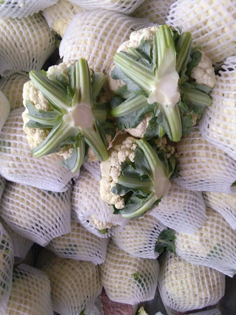雪宝菜花