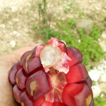 布福娜300~600g