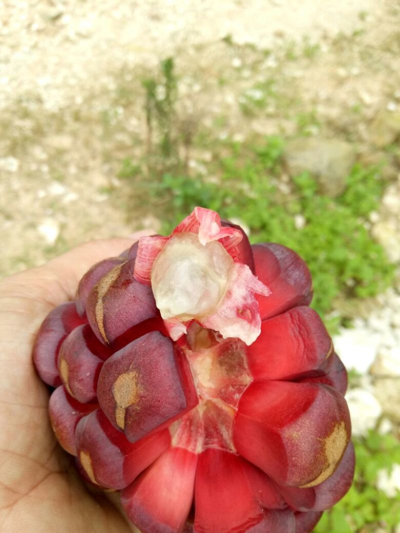 布福娜300~600g