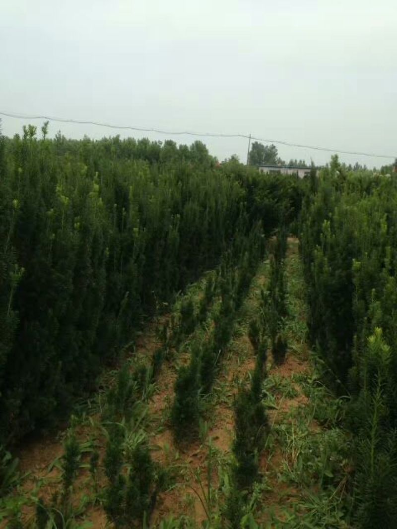 曼地亚红豆杉苗。北方曼地亚，引进正宗美国曼地亚