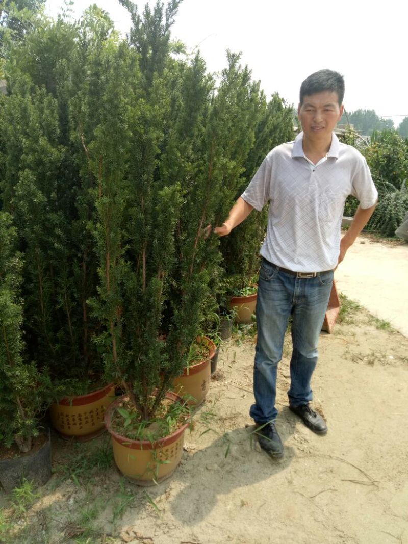 曼地亚红豆杉苗。北方曼地亚，引进正宗美国曼地亚