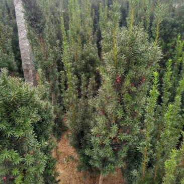 曼地亚红豆杉苗。北方曼地亚，引进正宗美国曼地亚