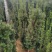 曼地亚红豆杉苗。北方曼地亚，引进正宗美国曼地亚