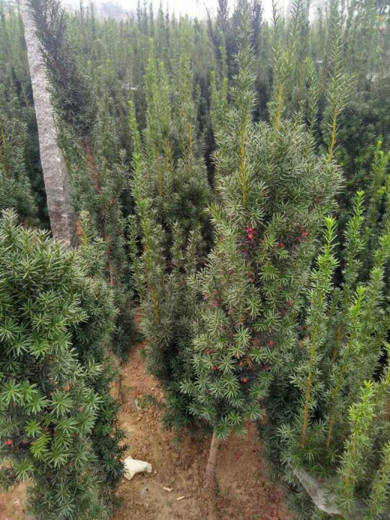 曼地亚红豆杉苗。北方曼地亚，引进正宗美国曼地亚