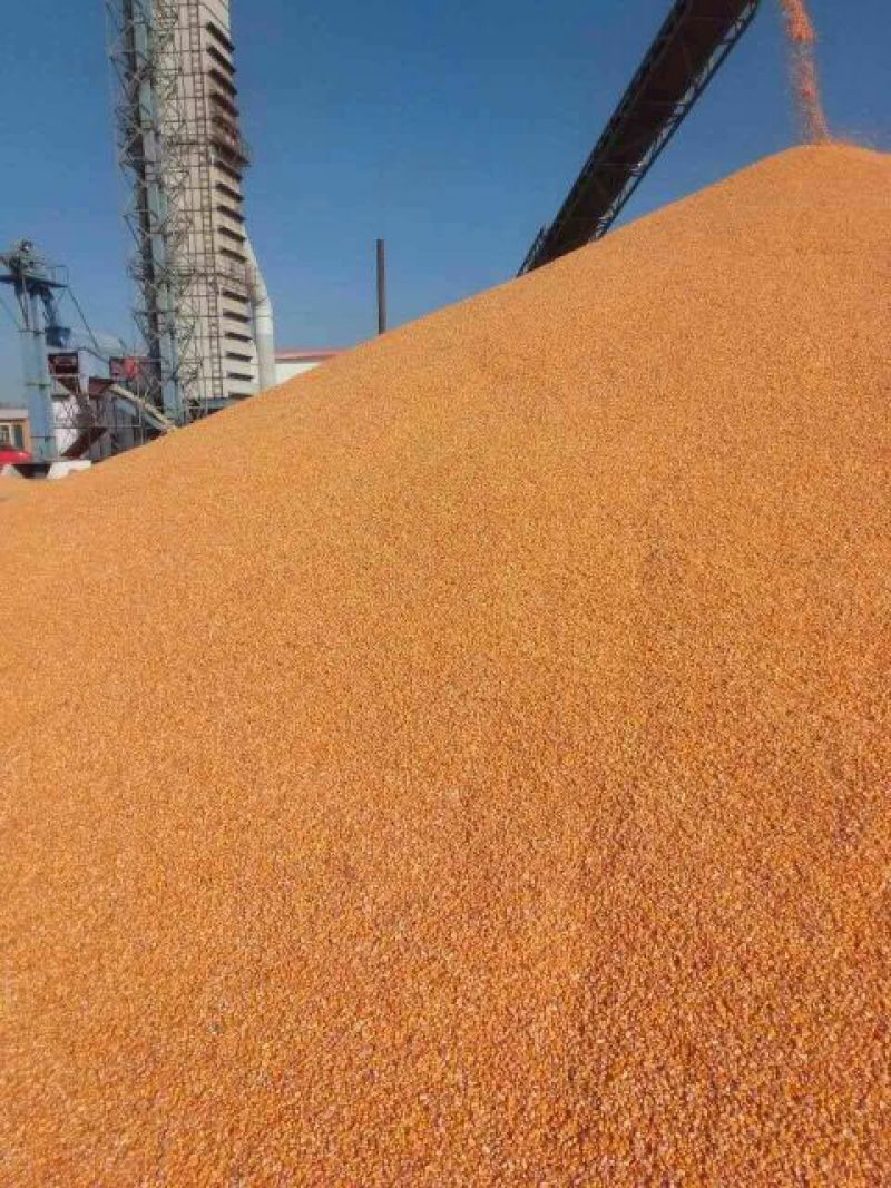 黄玉米14~16%