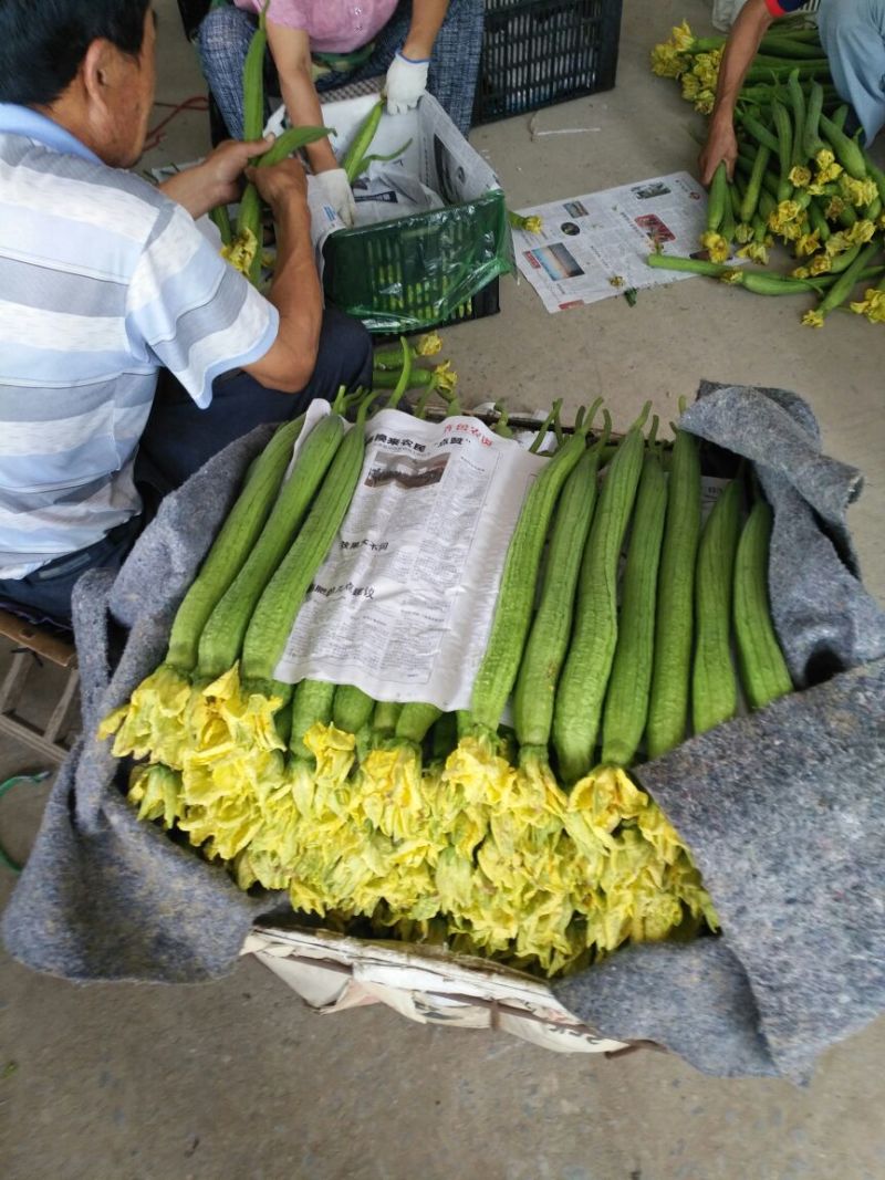 常年供应鲜花丝瓜实力代收货源稳定质量有保证寻优质客户