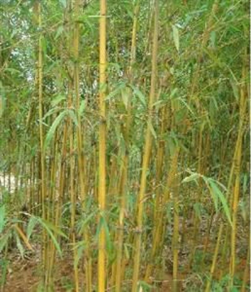 楠竹6cm以上6米以上