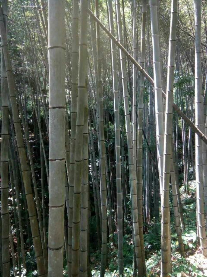 楠竹6cm以上6米以上