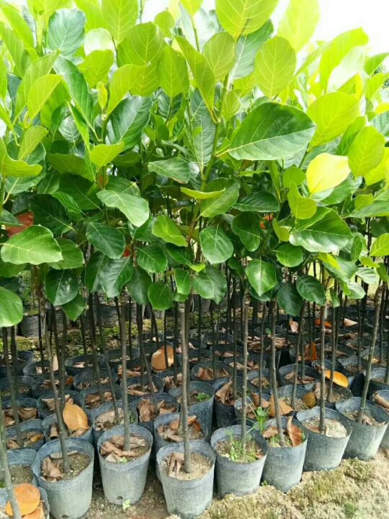 1号菠萝蜜苗稿接树