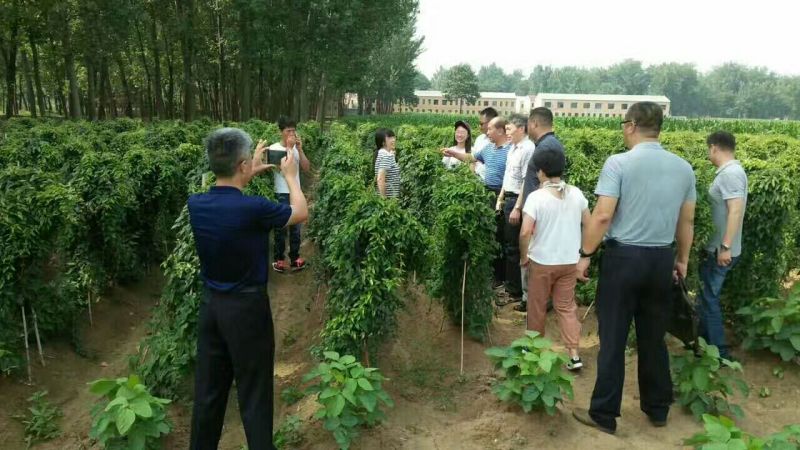 铁棍山药基地直发