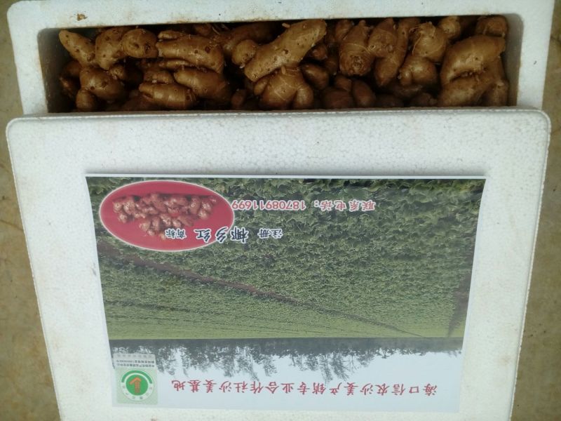 沙姜椰乡红牌沙姜。