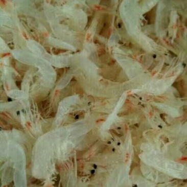 虾皮特级