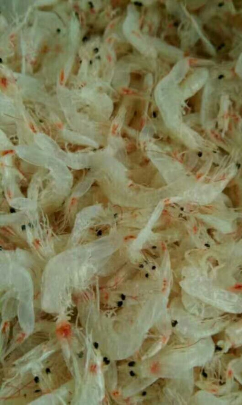 虾皮特级