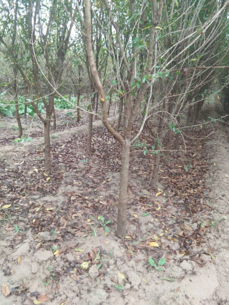 【点关注】泰山红石榴苗梦阳红石榴树苗石榴树小苗石榴树