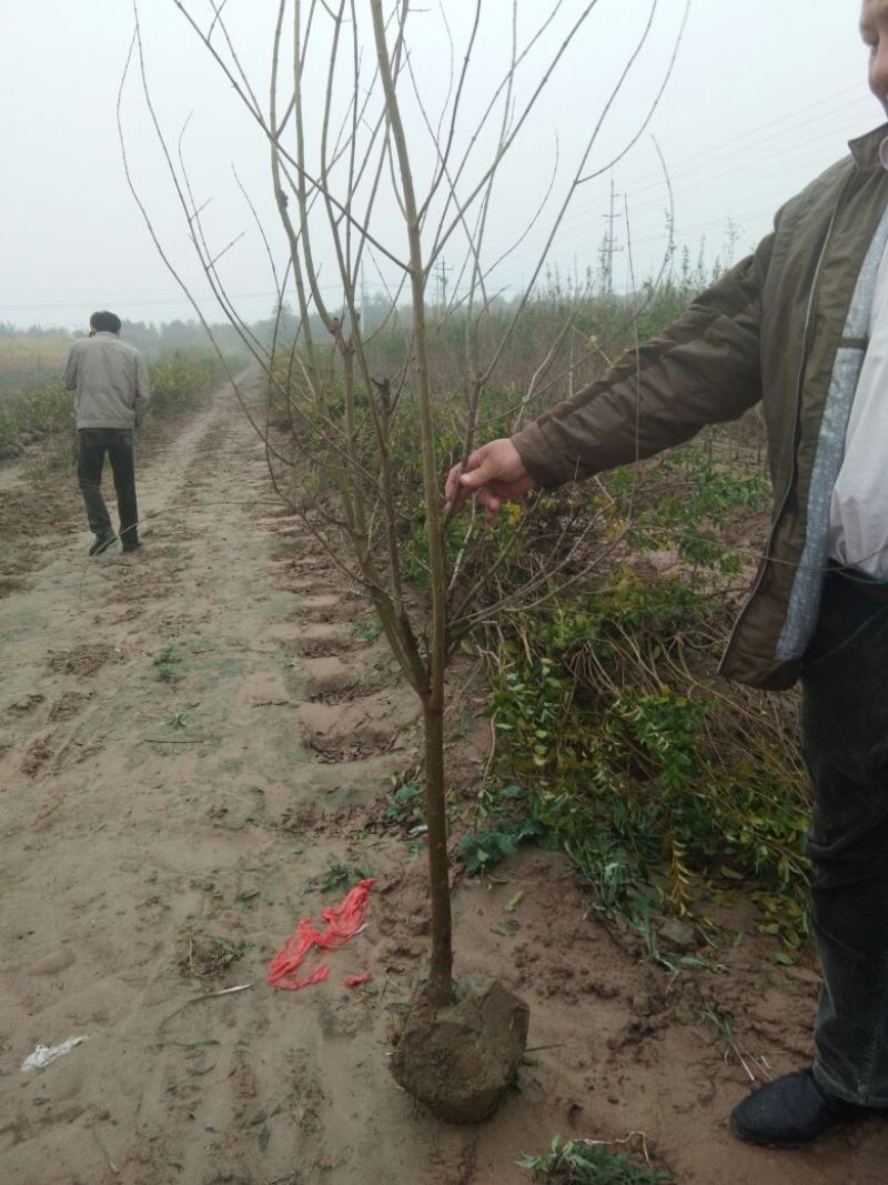【点关注】泰山红石榴苗梦阳红石榴树苗石榴树小苗石榴树