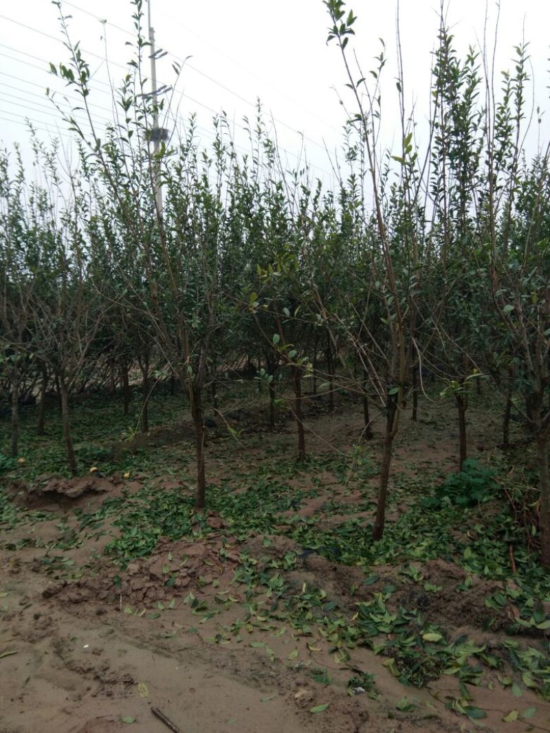 【点关注】泰山红石榴苗梦阳红石榴树苗石榴树小苗石榴树