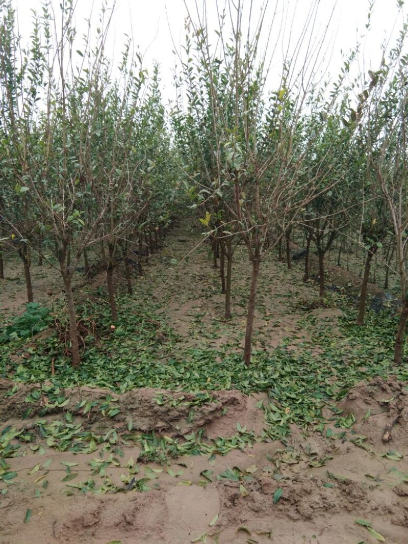 【点关注】泰山红石榴苗梦阳红石榴树苗石榴树小苗石榴树