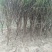 【点关注】泰山红石榴苗梦阳红石榴树苗石榴树小苗石榴树