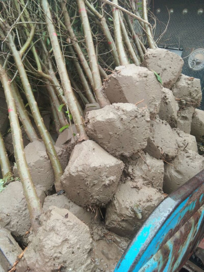 【点关注】泰山红石榴苗梦阳红石榴树苗石榴树小苗石榴树