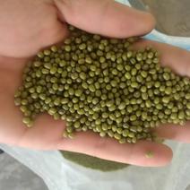 赤峰明绿豆赤峰小粒芽豆按需加工。发芽率97以上