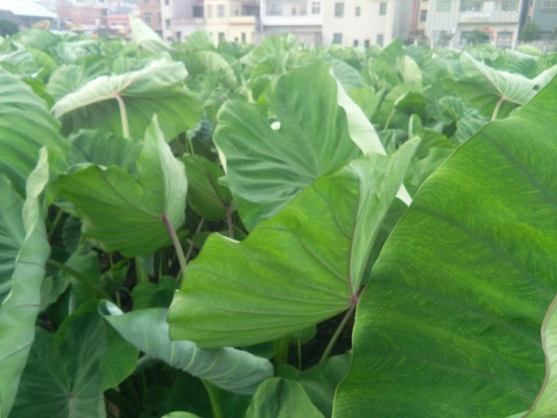 槟榔芋5厘米以上一斤起步。