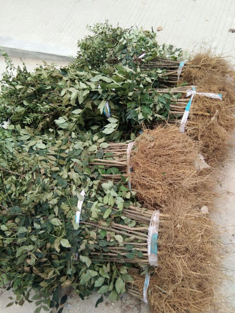 花椒苗0.5~1年
