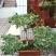 骡子300~400kg