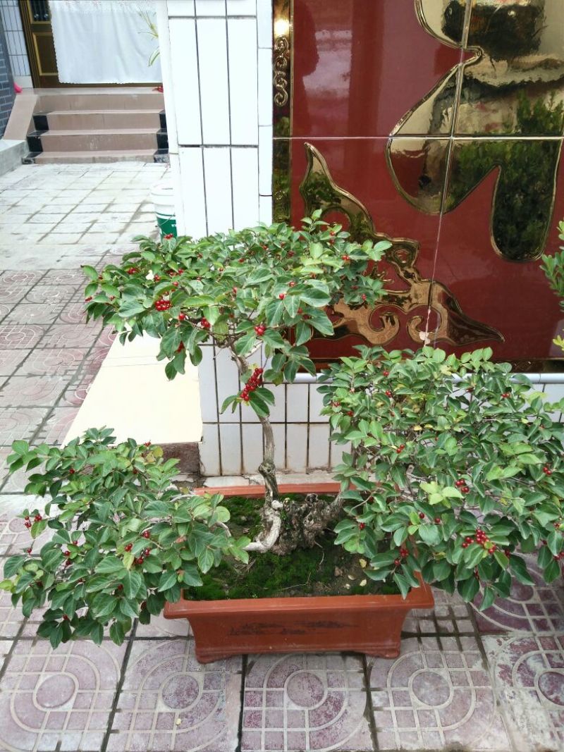 骡子300~400kg