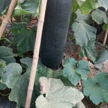 唐山黑铁皮吊冬瓜大量上市。吊冬瓜条形好，黑又亮，看货定