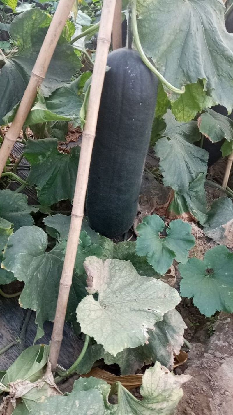 唐山黑铁皮吊冬瓜大量上市。吊冬瓜条形好，黑又亮，看货定