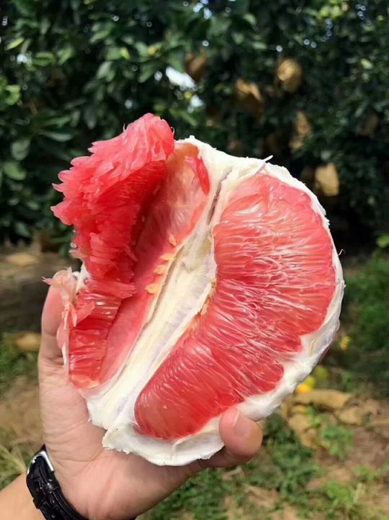 红心柚白心柚产地直供，皮毛光滑细腻，水分足口感超甜。