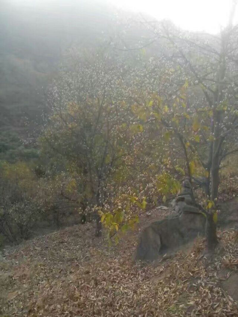 辛夷辛夷花产地直供长期供