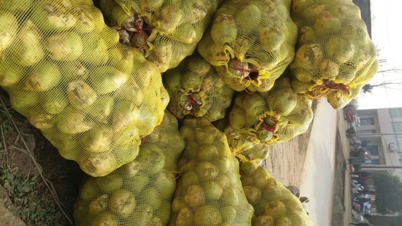 大头菜芥菜头孔明菜芥菜3两半以上每年9月左右上市