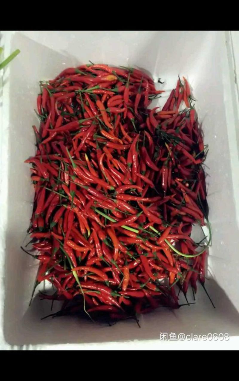 鲜辣椒15~20厘米中辣红