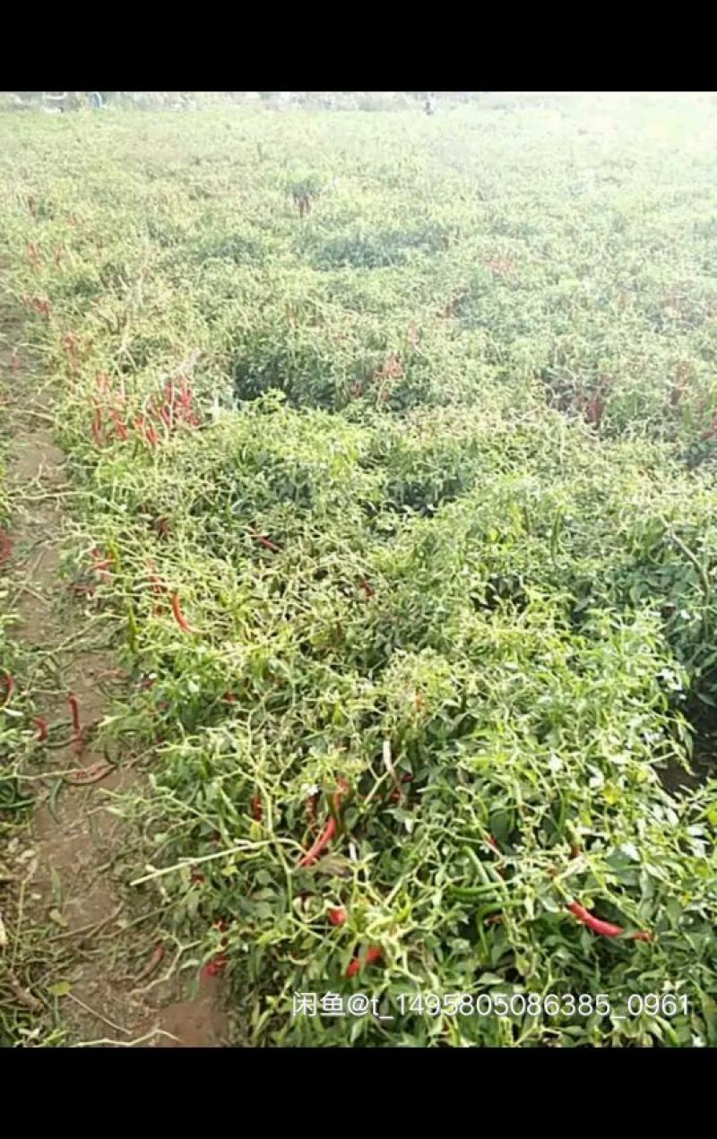 鲜辣椒15~20厘米中辣红