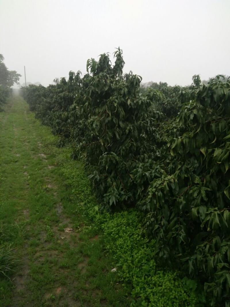 毛桃树6~8cm1.5~2米