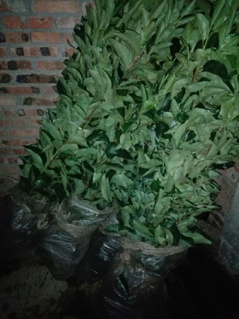 八月黄柿子树苗甜柿子树苗！