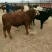 西门塔尔牛犊300~400斤