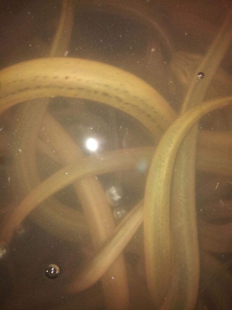黄鳝食用活鱼