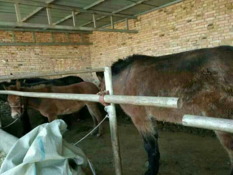 肉马600斤膘肥体壮出肉率高