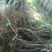 葡萄树1.1~1.5m