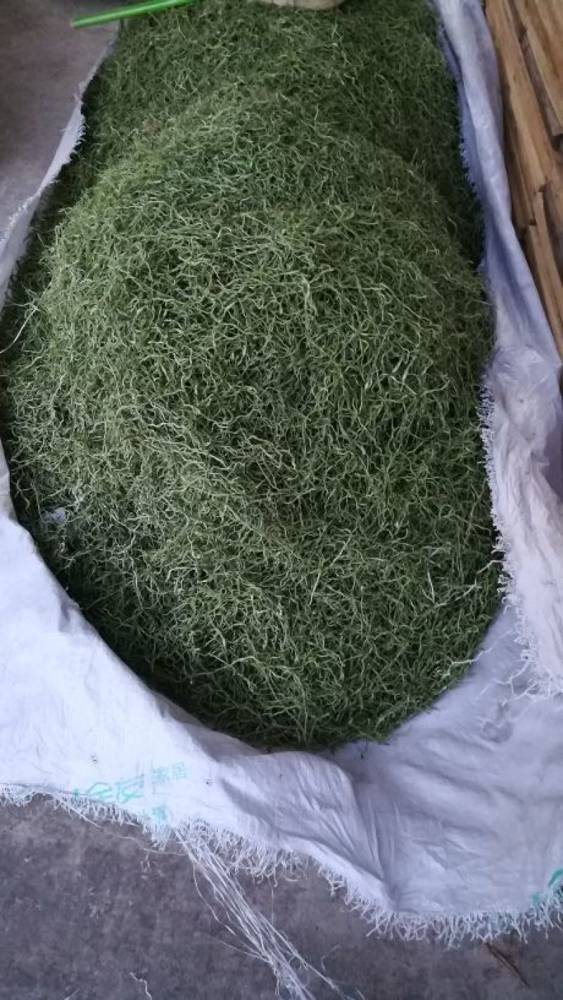 手工晾晒架豆王豆角丝，干豆角丝6~8厘米低温烘烤