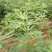波姬红无花果苗80cm以上