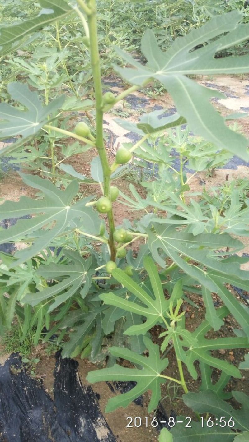 波姬红无花果苗80cm以上