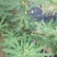 波姬红无花果苗80cm以上