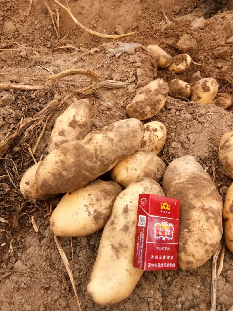 荷兰十五土豆基地种植，货量充足！超市货！