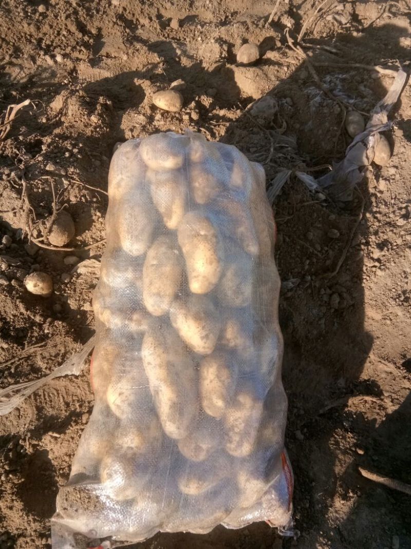 荷兰十五土豆基地种植，货量充足！超市货！