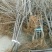 樱桃树苗1年80cm以上