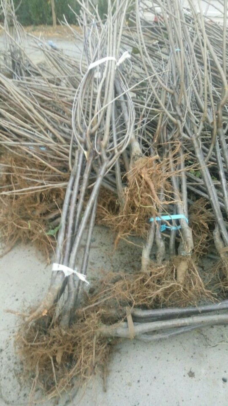 樱桃树苗1年80cm以上